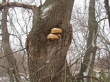 Phaeolepiota aurea image