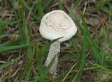 Amanita thiersii image