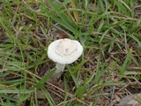Amanita thiersii image