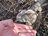 Trametes pubescens image