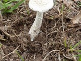 Amanita thiersii image