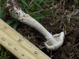 Amanita thiersii image