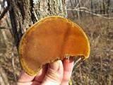 Phellinus robiniae image