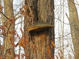Phellinus robiniae image