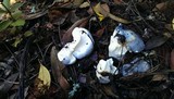 Albatrellus flettii image
