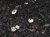 Hebeloma cavipes image