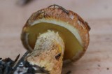 Suillus lakei image