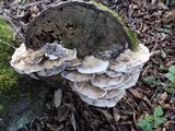 Bjerkandera adusta image
