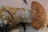 Suillus lakei image