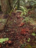 Phaeocollybia californica image