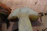 Suillus lakei image