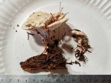 Postia ptychogaster image
