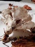 Postia ptychogaster image