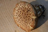 Suillus lakei image