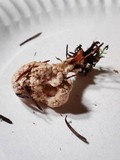 Postia ptychogaster image