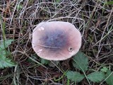 Russula queletii image