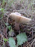 Russula queletii image