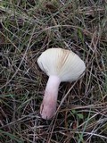 Russula queletii image