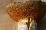 Suillus lakei image