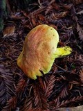 Pulveroboletus ravenelii image