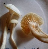 Hygrocybe russocoriacea image