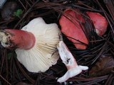 Russula sanguinaria image