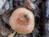 Lactarius rubrilacteus image