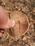 Lactarius rubrilacteus image