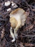 Cantharellus formosus image