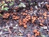 Phaeocollybia californica image