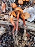Phaeocollybia californica image