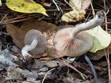 Hebeloma mesophaeum image