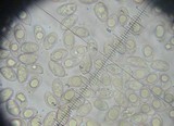 Hebeloma mesophaeum image