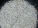 Hebeloma mesophaeum image