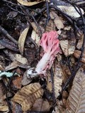 Ramaria araiospora image