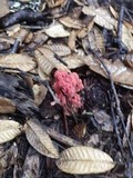 Ramaria araiospora image