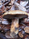 Cortinarius ponderosus image