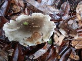 Tricholoma saponaceum image