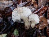 Tricholoma saponaceum image