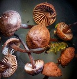 Micromphale arbuticola image