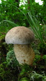 Retiboletus griseus image