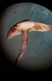 Micromphale arbuticola image
