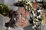 Image of Ramboldia gowardiana