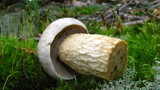 Retiboletus griseus image