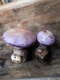 Cortinarius traganus image