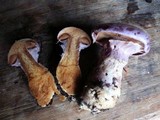 Cortinarius traganus image