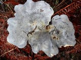 Albatrellus flettii image