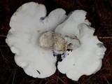 Albatrellus flettii image