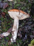 Leccinum manzanitae image