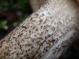 Leccinum manzanitae image